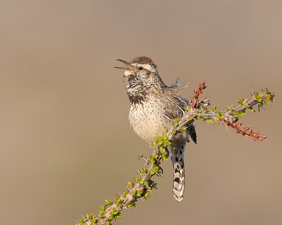 Cactus Wren