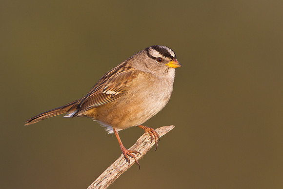 White-crowned Sparrow