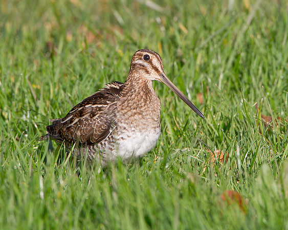 Wilson's Snipe