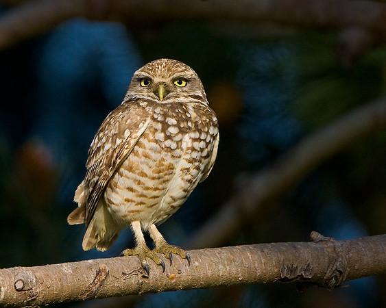 Burrowing Owl perched in tree