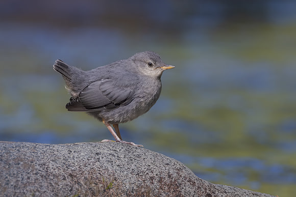 American Dipper, juvenile