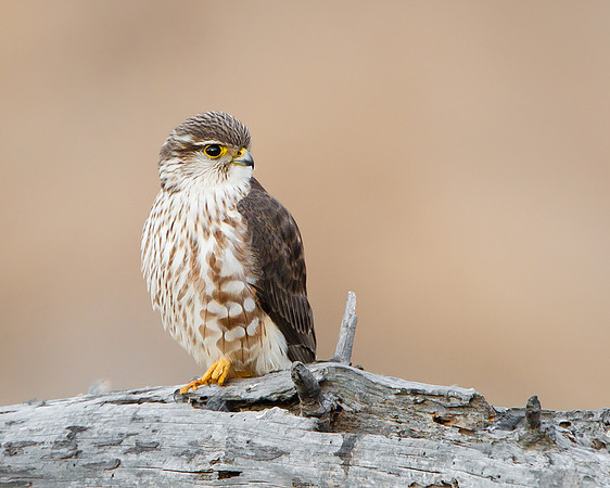 Female Merlin, Prairie race/subspecies