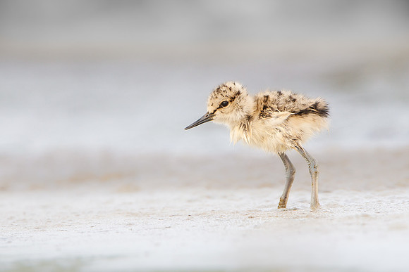American Avocet, 3-day-old chick