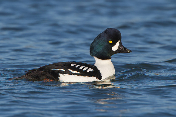 Barrow's Goldeneye, male