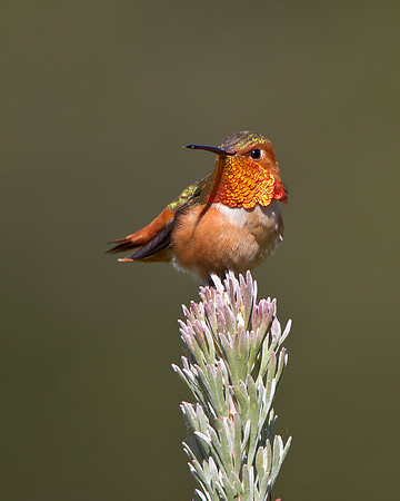Allen's Hummingbird