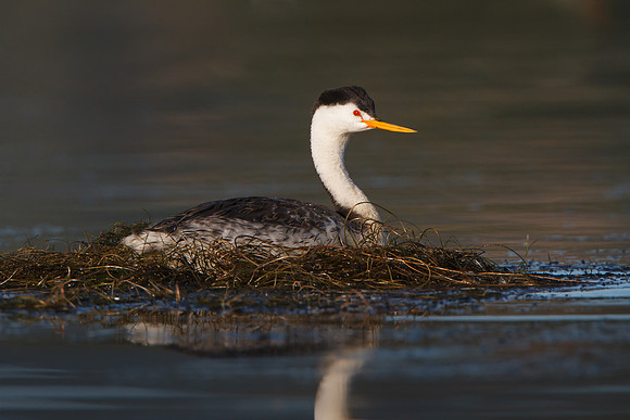 Clark's Grebe, on nest