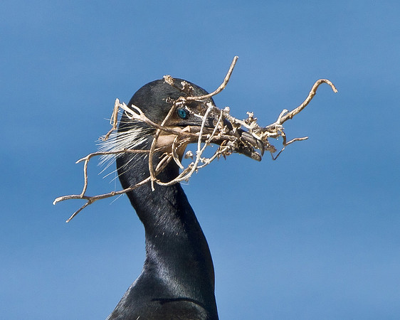 Brandt's Cormorant, with nest material