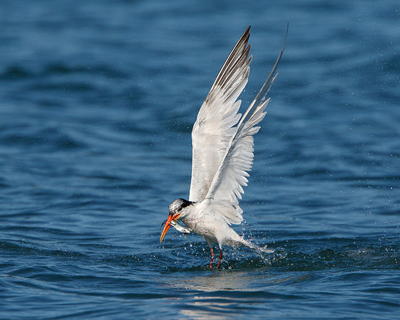 Elegant Tern, emerging from water with fish