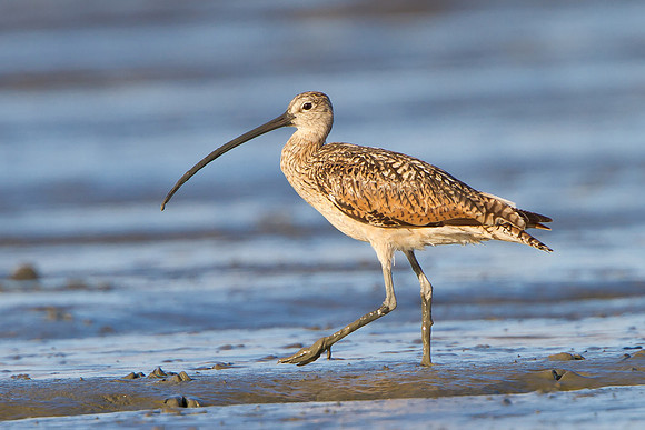 Long-billed Curlew