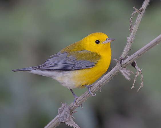 Prothonotary Warbler