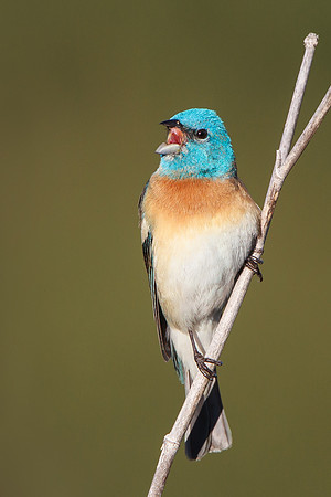 Lazuli Bunting
