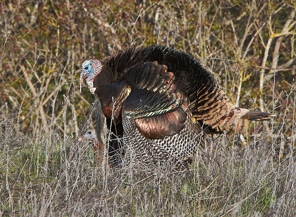 Wild Turkeys, mating