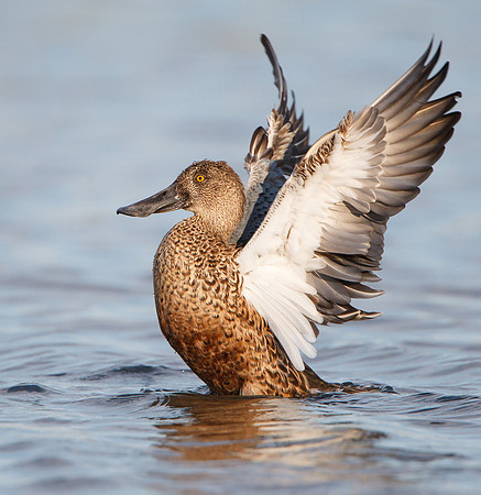 Northern Shoveler, wing flap