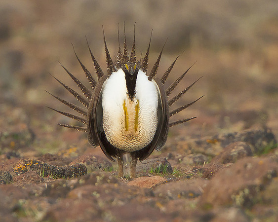 Greater Sage-Grouse, courtship display