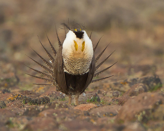 Greater Sage-Grouse, courtship display