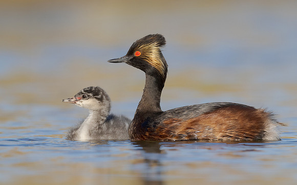 Eared Grebe, with chick