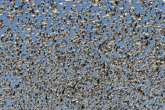 Ross's and Snow Geese