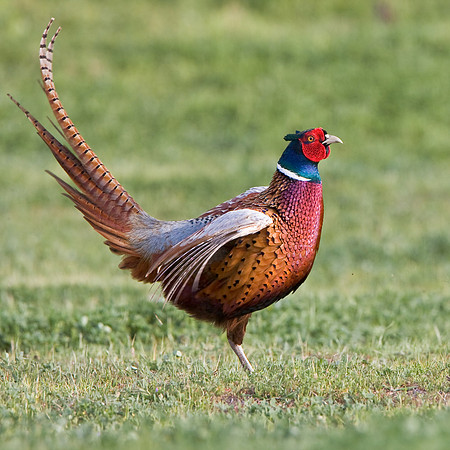 Ring-necked Pheasant