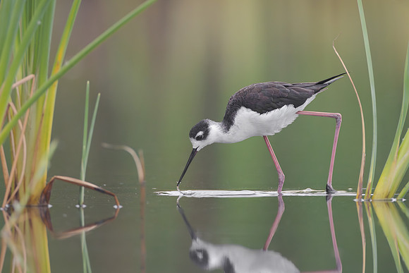 Black-necked Stilt