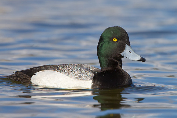 Greater Scaup, male