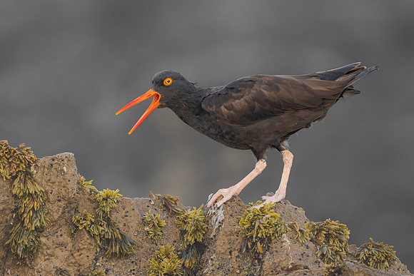 Black Oystercatcher