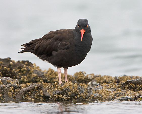 Black Oystercatcher