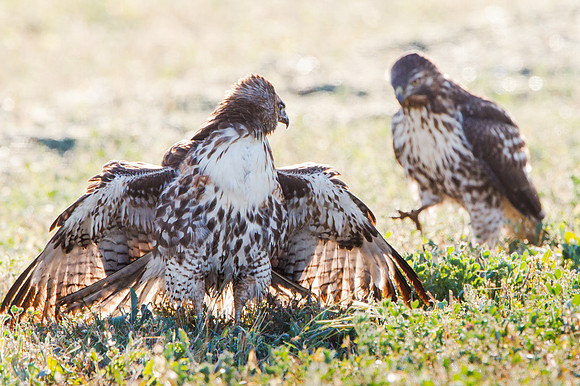 Red-tailed Hawk, mantling prey as an interloper approaches