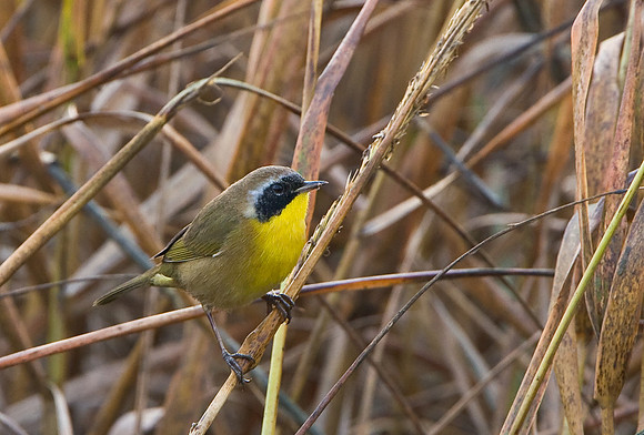 Common Yellowthroat