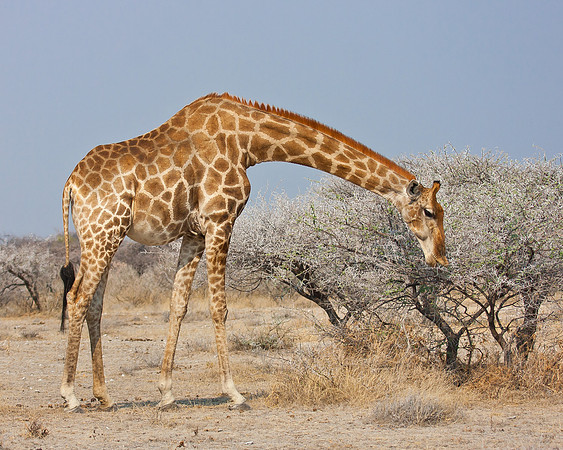 Giraffe