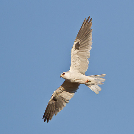 White-tailed Kite, adult