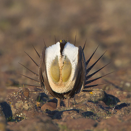 Greater Sage-Grouse, courtship display