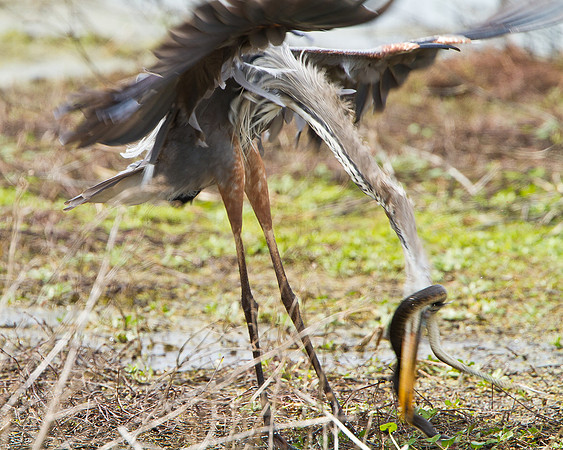 Great Blue Heron in battle with snake