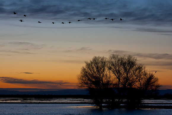 Sandhill Cranes & Great Horned Owl