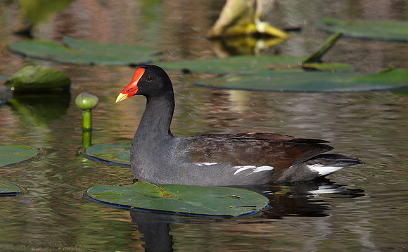 Common Gallinule