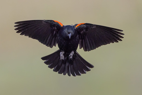 Red-winged Blackbird
