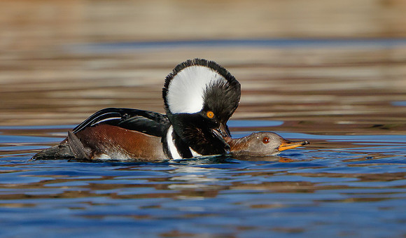 Hooded Mergansers, mating