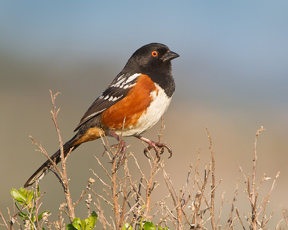Spotted Towhee