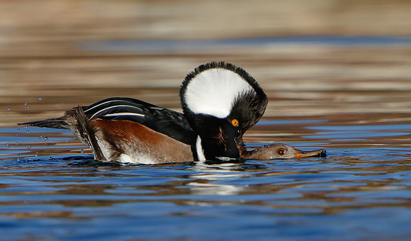 Hooded Mergansers, mating