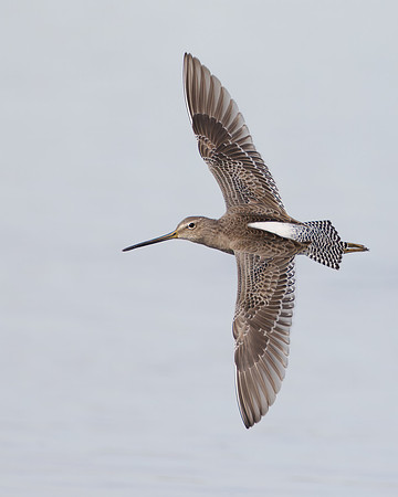 Dowitcher