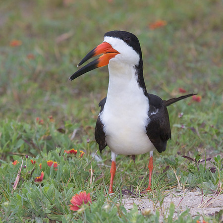 Black Skimmer