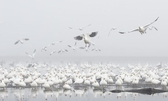 Ross's Geese (mostlly), on a foggy morning