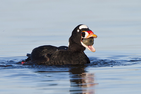 Surf Scoter, with clam