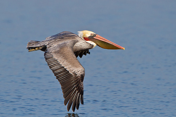 Brown Pelican