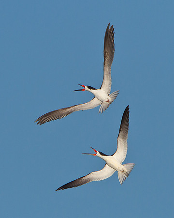 Black Skimmers