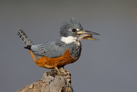 Ringed Kingfisher