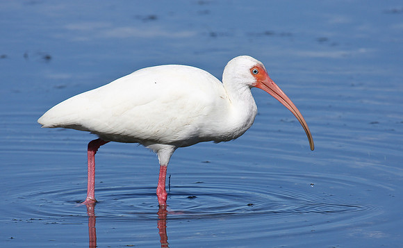 White Ibis