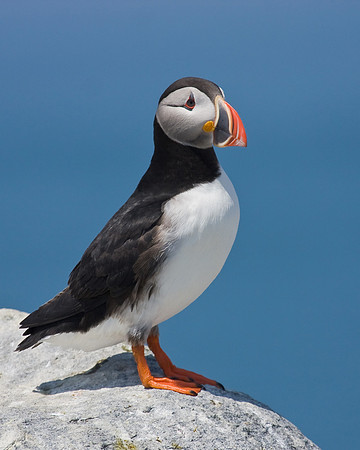 Atlantic Puffin