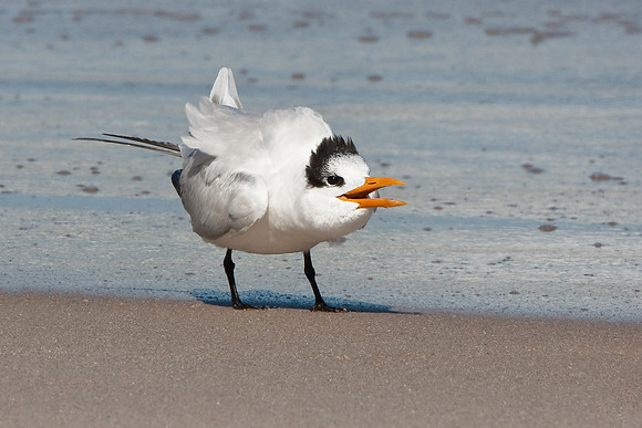 Royal Tern