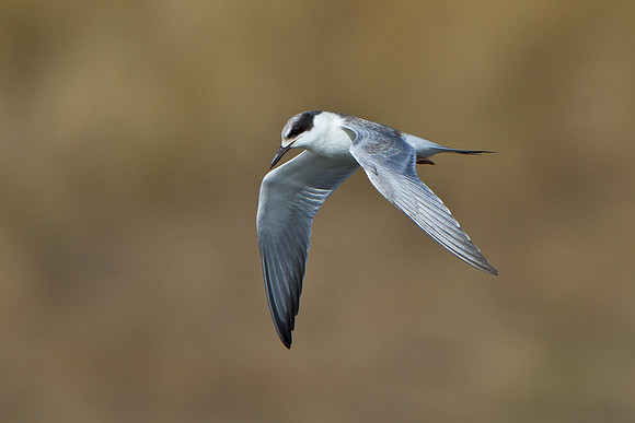 Forster's Tern