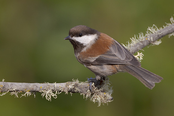 Chestnut-backed Chickadee